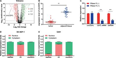 CircCDYL Acts as a Tumor Suppressor in Wilms’ Tumor by Targeting miR-145-5p